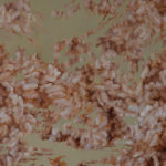 World of Rice No.14 有米世界 No.14, Oil on canvas, 120x65cm, 2011