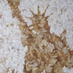 World of Rice No.8 有米世界 No.8, Oil on canvas, 120x90cm, 2011
